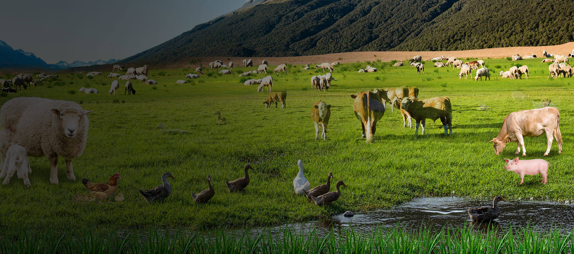 Innovative Advantages of High-Quality Eggs